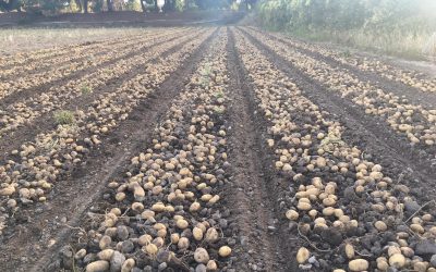 Inicio de cosecha de la patata en Castilla y León