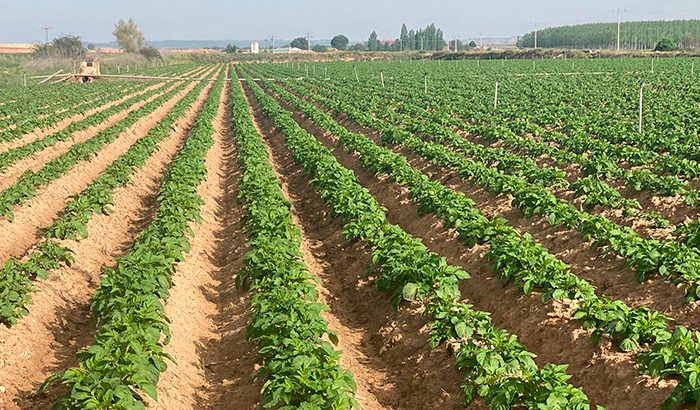 Interagro de Patatas finaliza la siembra en Castilla y León con 500 hectáreas y buenas expectativas de comercialización